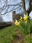 FZ003621 Daffodils by Abergavenny castle.jpg